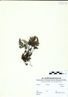 藏品(臺灣粉背蕨)的圖片
